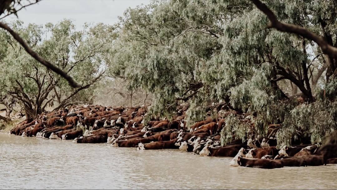 Post 1 by Anne-maree • Western Qld Photographer on Instagram (image)