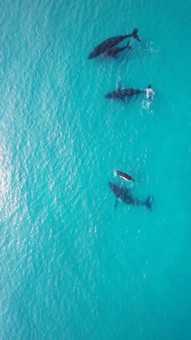 Post 6 by Audrey ~ Australia, outdoors, adventure & drone 🌊 on Instagram (video)