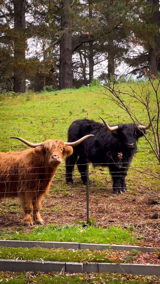 Post 7 by Fariz Fariz on Instagram (video)