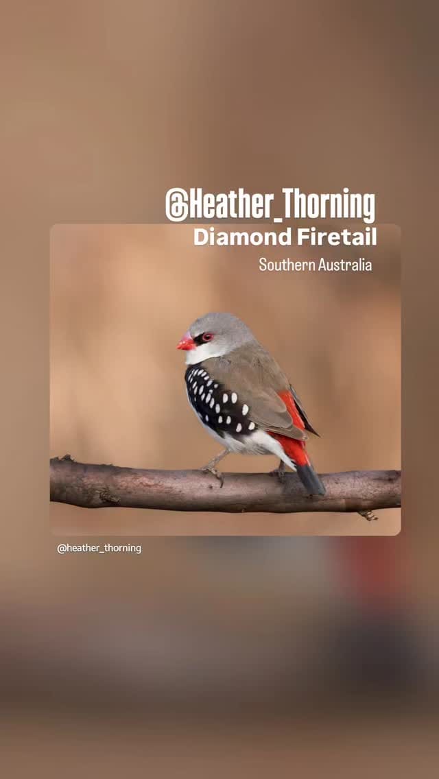 Post 1 by Heather Thorning on Instagram (video)