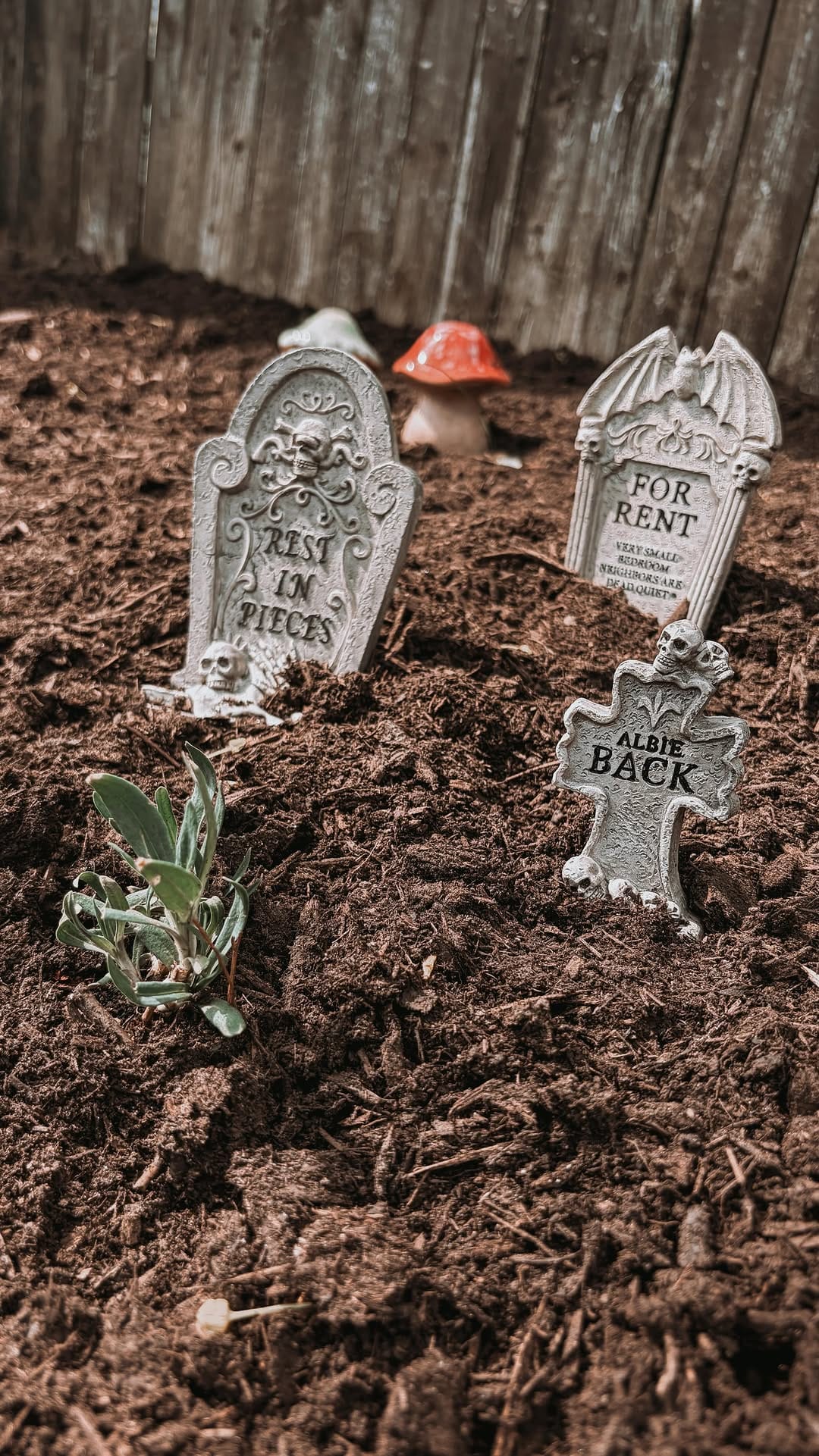 Post 6 by A L I N E |  Victorian Home - Witch - Artist - Traveler ✨ on Instagram (video)