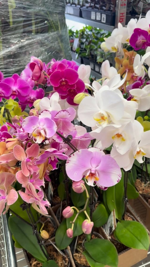 Post 7 by Marge Santillan on Instagram (video)