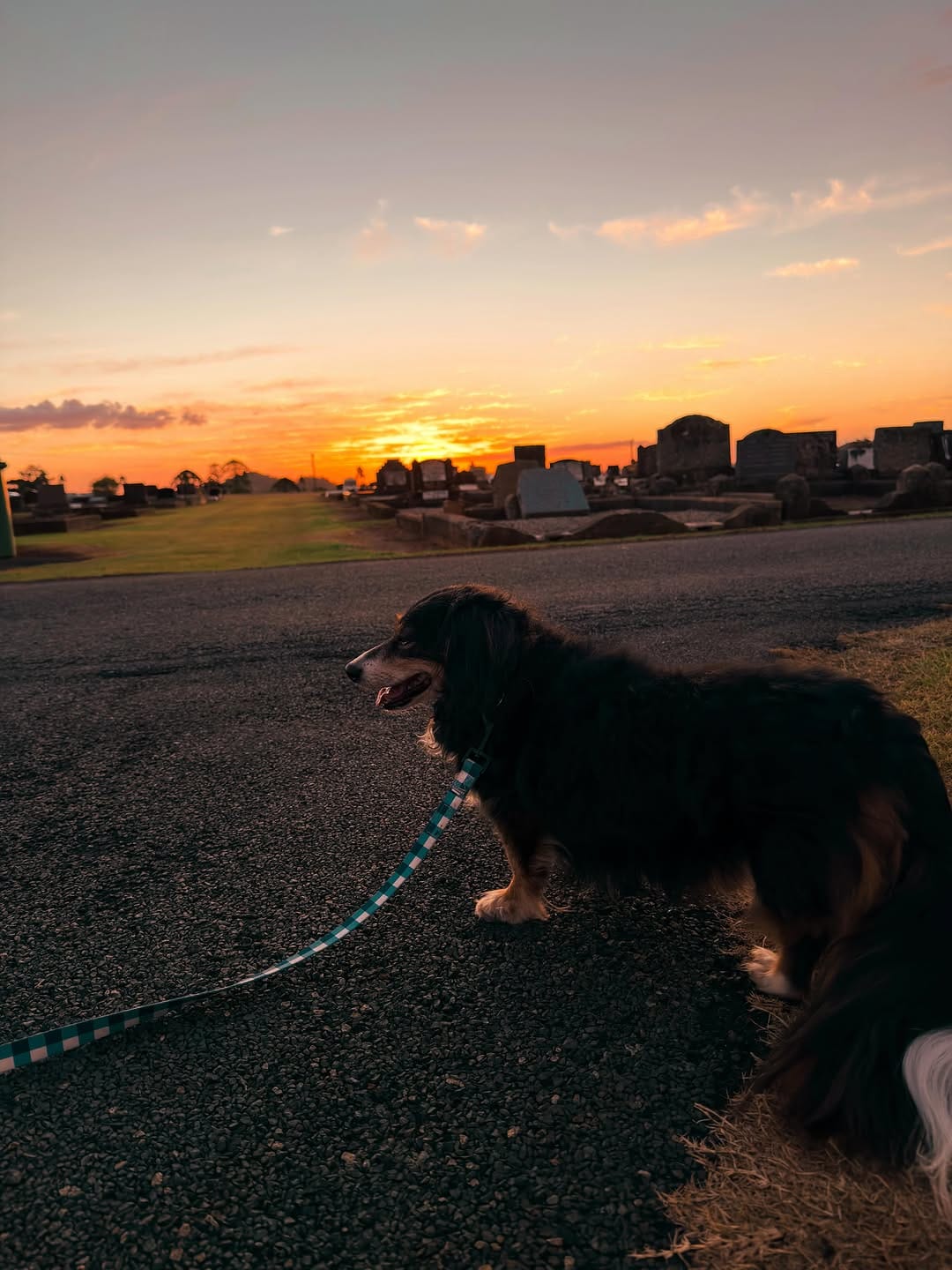 Post 5 by ✨🦴 ＡＲＬＯ 🦴✨ on Instagram (carousel)