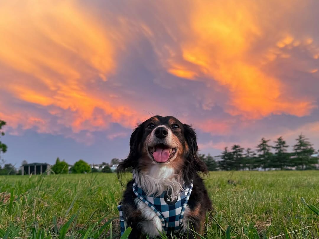 Post 10 by ✨🦴 ＡＲＬＯ 🦴✨ on Instagram (image)