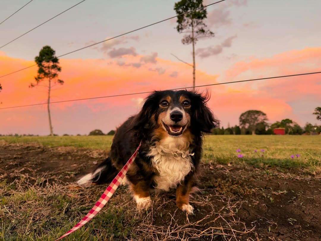 Post 9 by ✨🦴 ＡＲＬＯ 🦴✨ on Instagram (image)