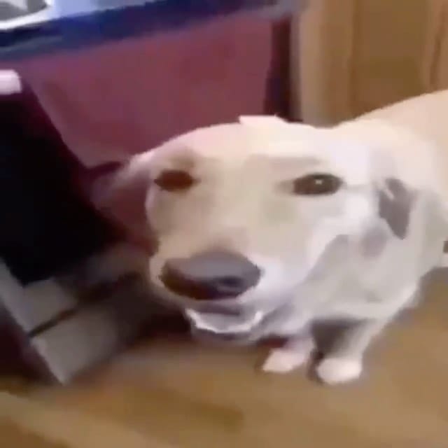Post 1 by Funny Videos and Vines on Instagram (video)