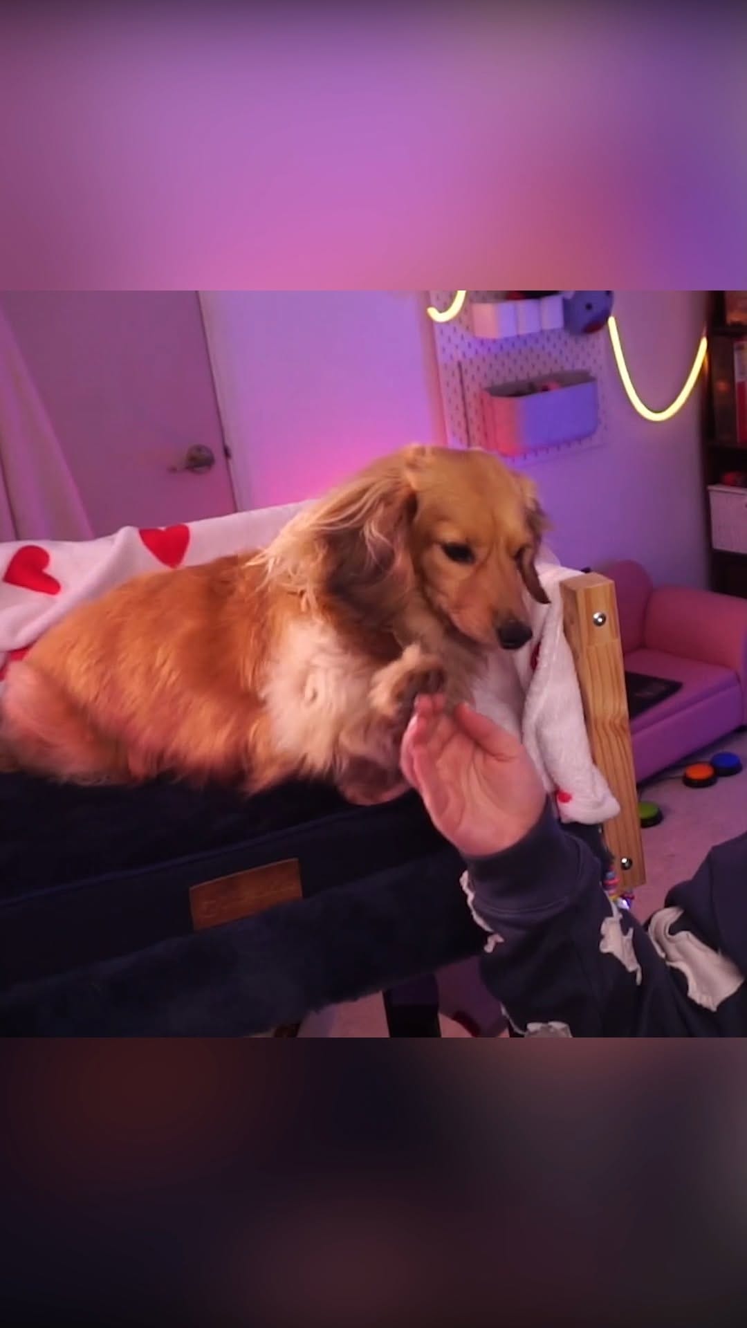 Post 5 by poopernoodle on Instagram (video)
