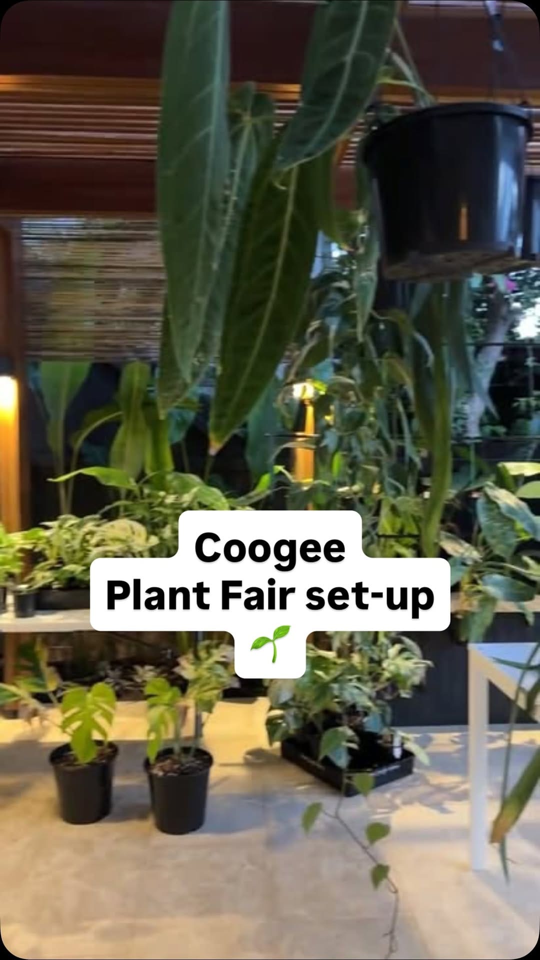 Post 1 by Urban Jungle Sydney on Instagram (video)
