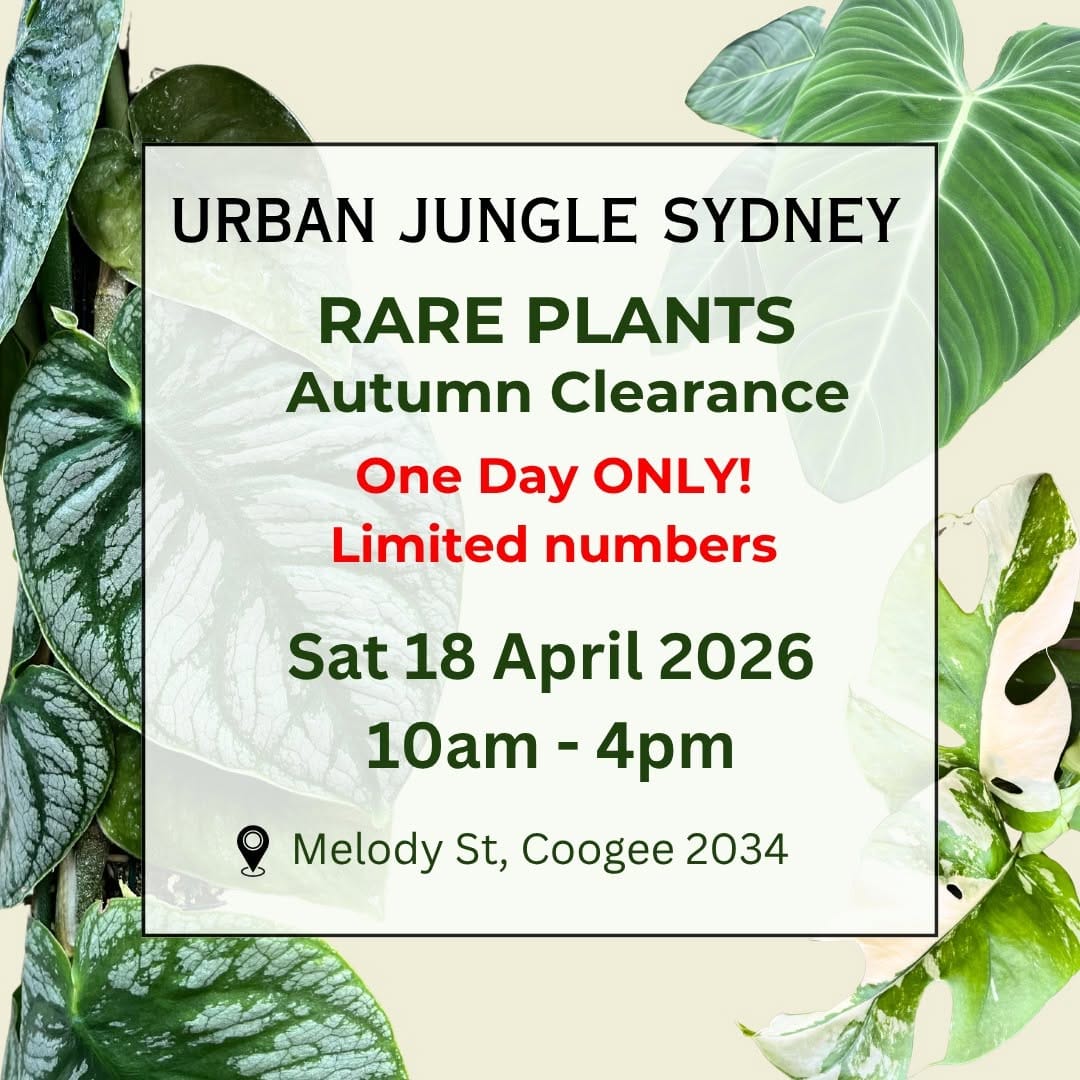 Post 6 by Urban Jungle Sydney on Instagram (image)