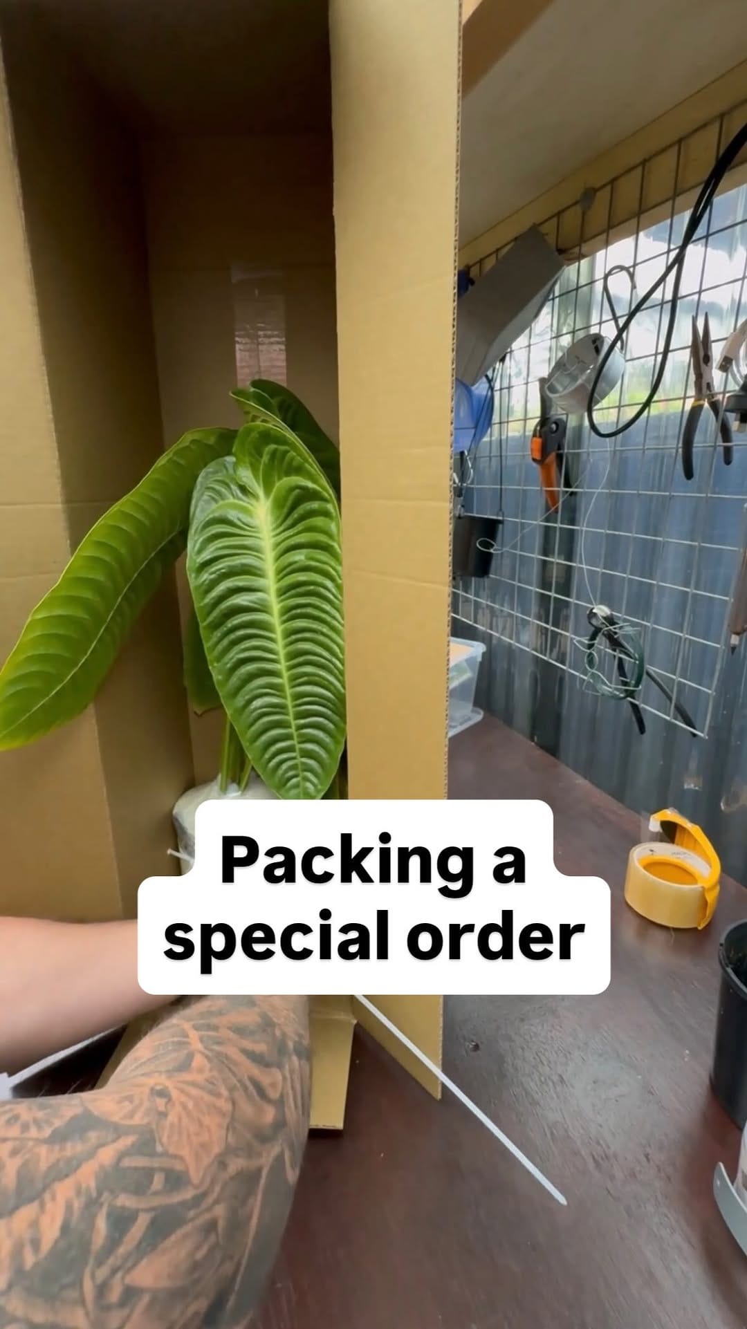 Post 4 by Urban Jungle Sydney on Instagram (video)