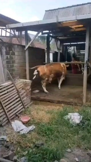 Post 6 by keju mozarella on Instagram (video)