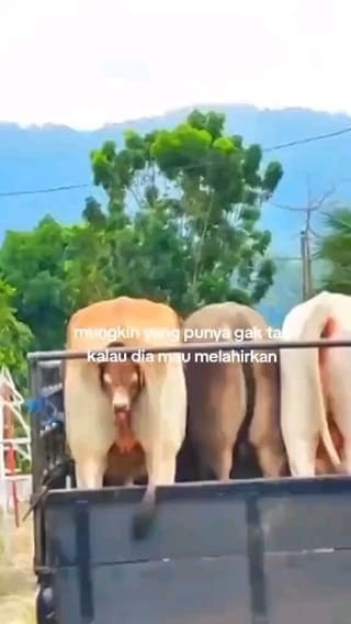 Post 7 by keju mozarella on Instagram (video)