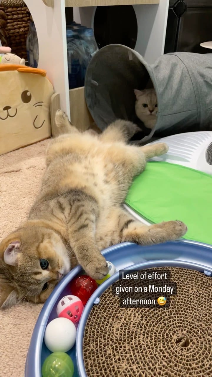 Post 8 by ͏͏𝐿𝑒𝑜 𝑎𝑛𝑑 𝑅𝑒𝑦 ★☾ ᴮˢᴴ on Instagram (video)
