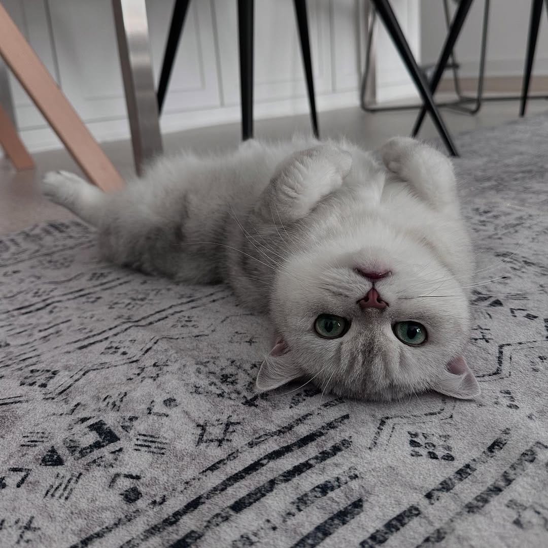 Post 3 by ͏͏𝐿𝑒𝑜 𝑎𝑛𝑑 𝑅𝑒𝑦 ★☾ ᴮˢᴴ on Instagram (carousel)