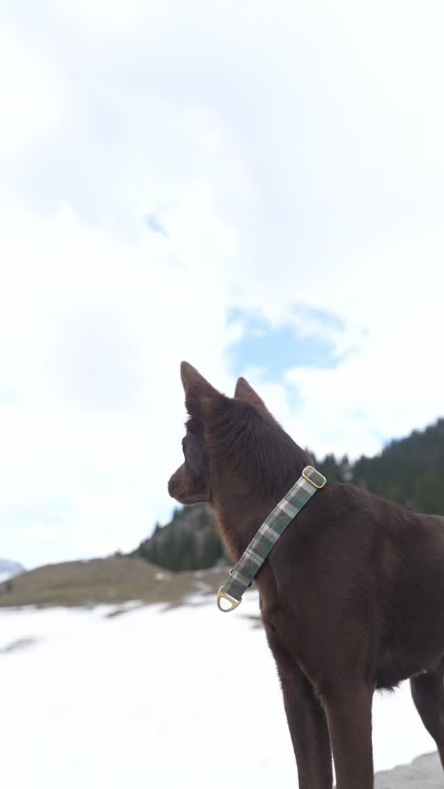 Post 7 by Byyou, Eva & François | Australian Kelpie on Instagram (video)