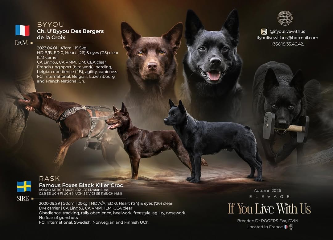 Post 8 by Byyou, Eva & François | Australian Kelpie on Instagram (carousel)