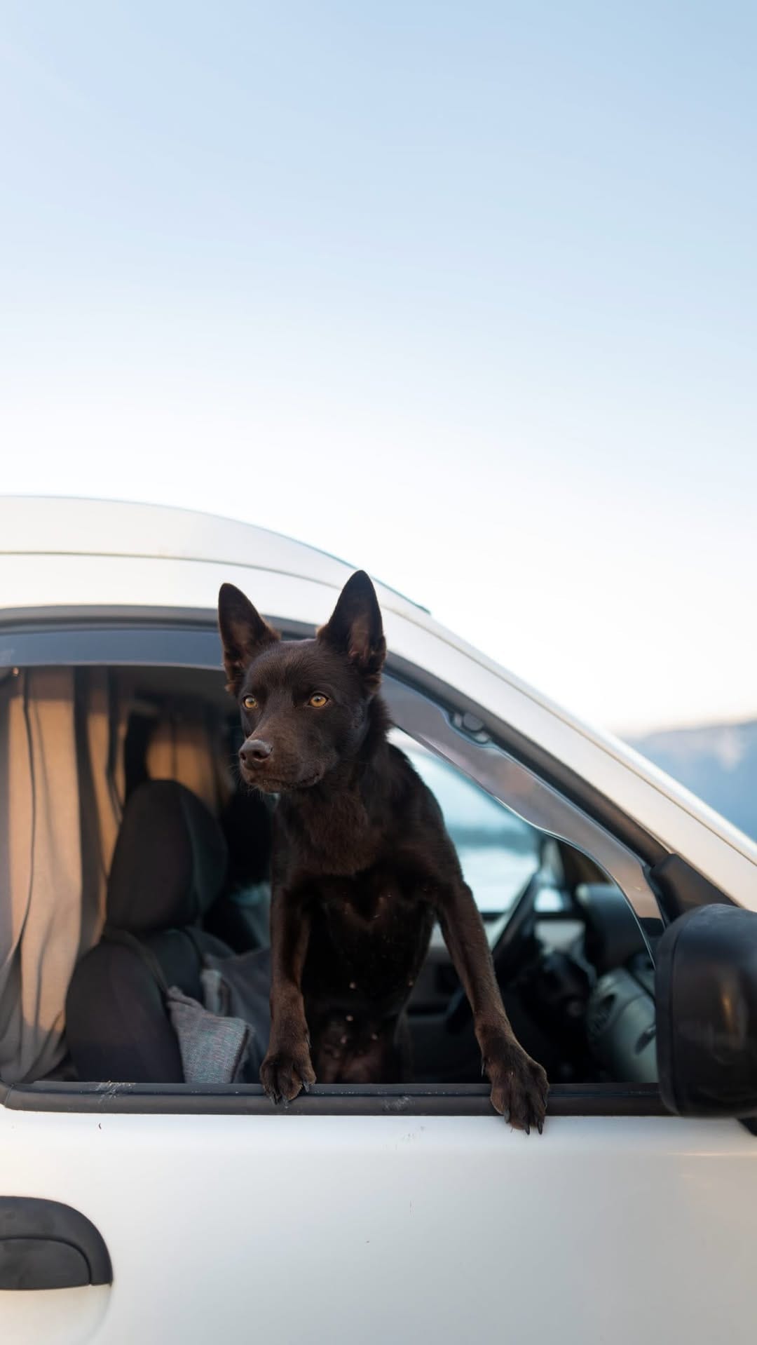 Post 2 by Byyou, Eva & François | Australian Kelpie on Instagram (video)