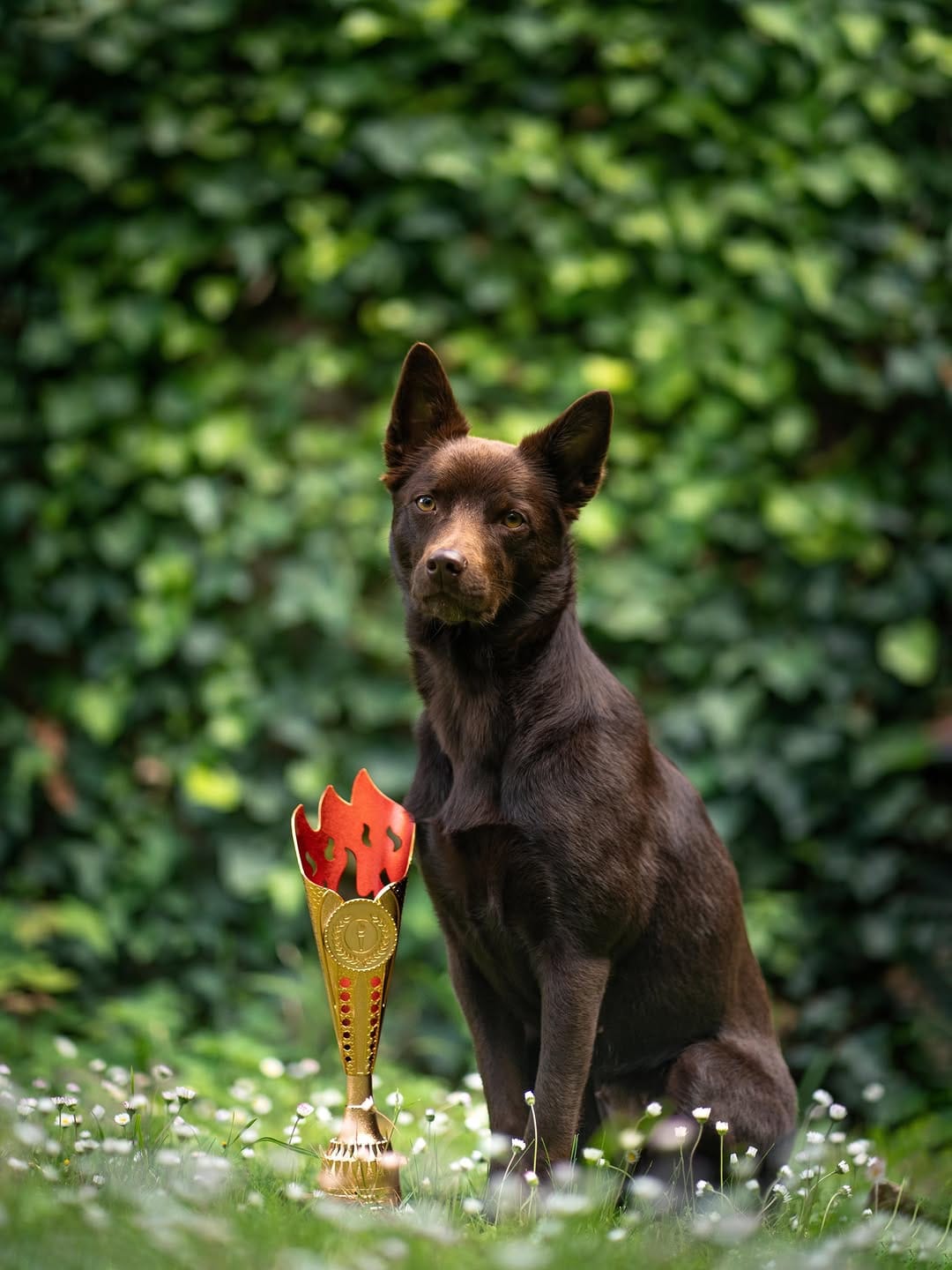Post 5 by Byyou, Eva & François | Australian Kelpie on Instagram (carousel)