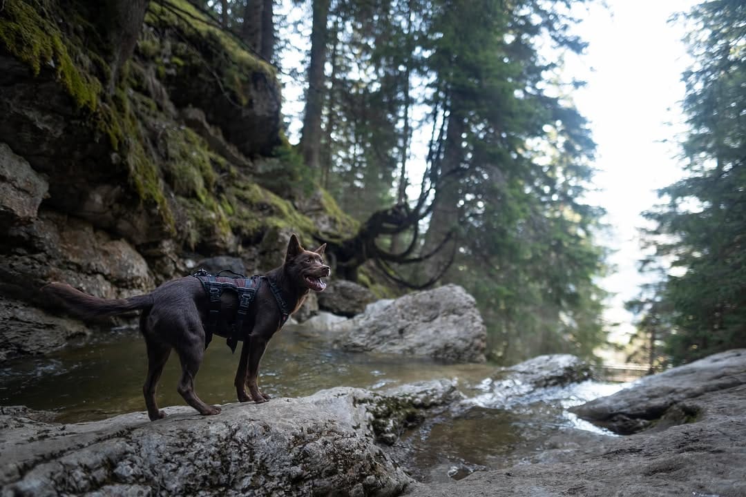 Post 3 by Byyou, Eva & François | Australian Kelpie on Instagram (carousel)
