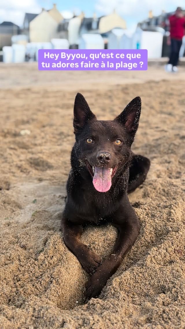 Post 1 by Byyou, Eva & François | Australian Kelpie on Instagram (video)