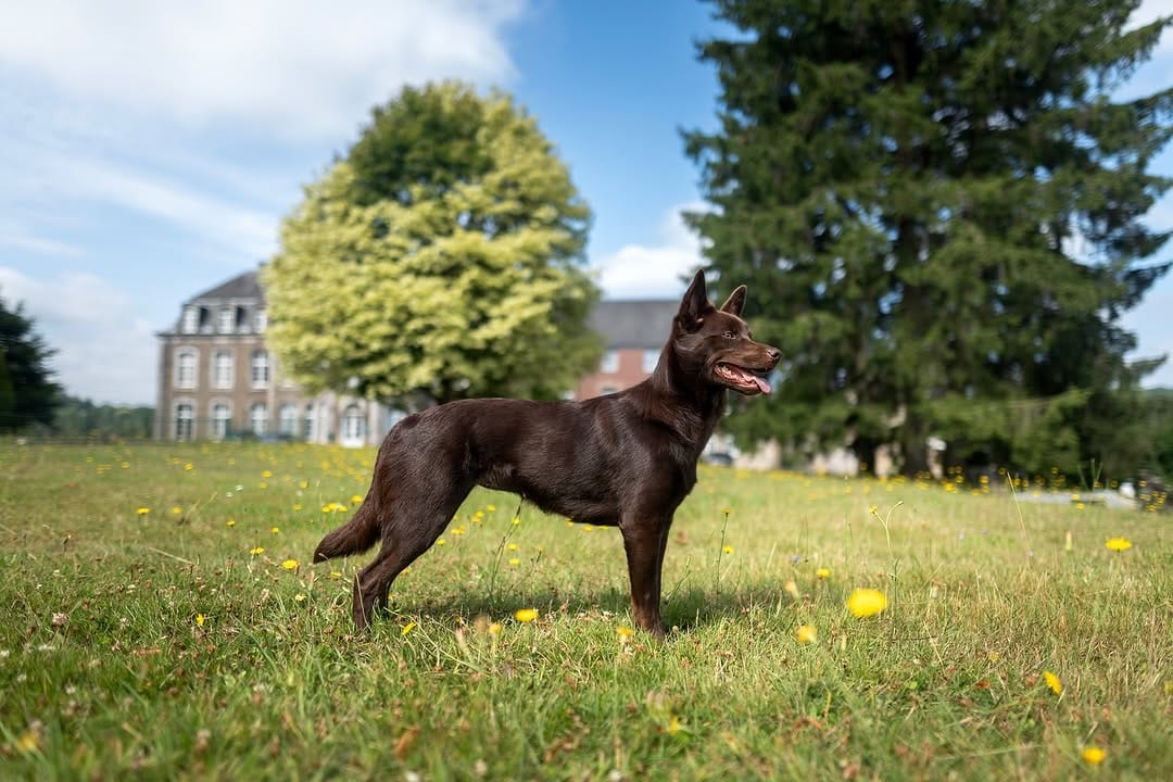 Post 10 by Byyou, Eva & François | Australian Kelpie on Instagram (carousel)