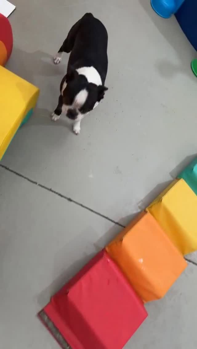 Post 6 by The Woofs Of Ball St. on Instagram (video)