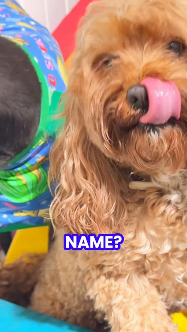 Post 4 by The Woofs Of Ball St. on Instagram (video)