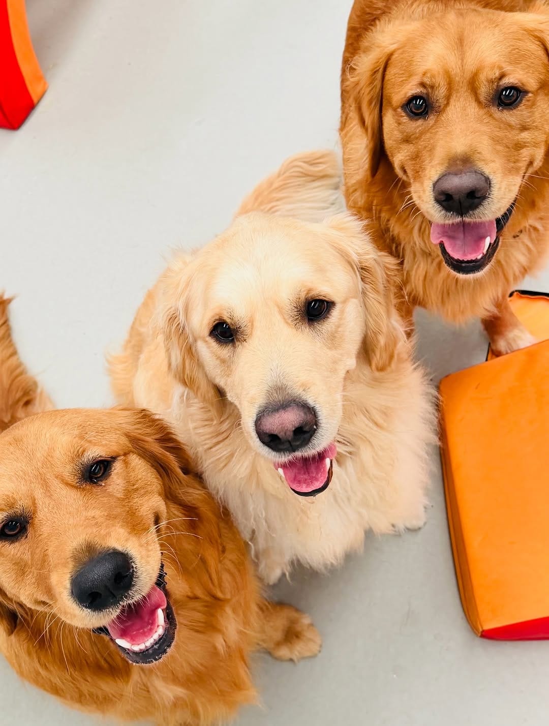 Post 2 by The Woofs Of Ball St. on Instagram (image)