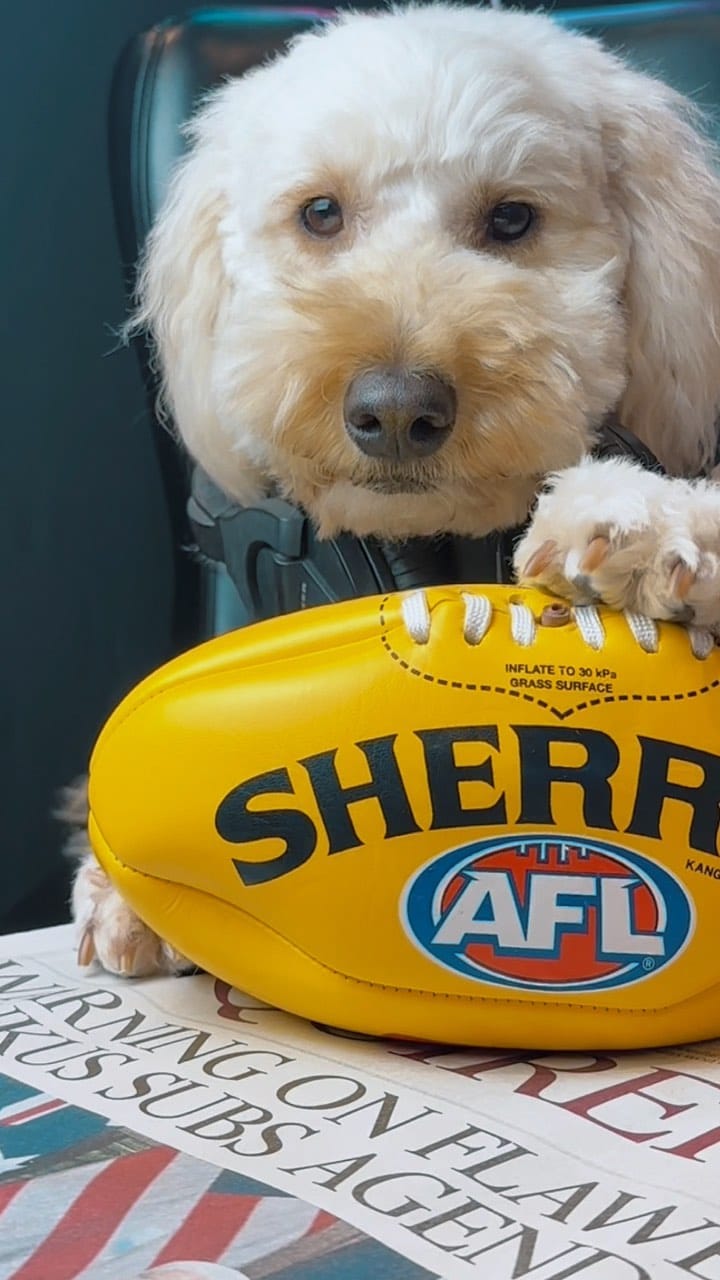 Post 8 by The Woofs Of Ball St. on Instagram (video)