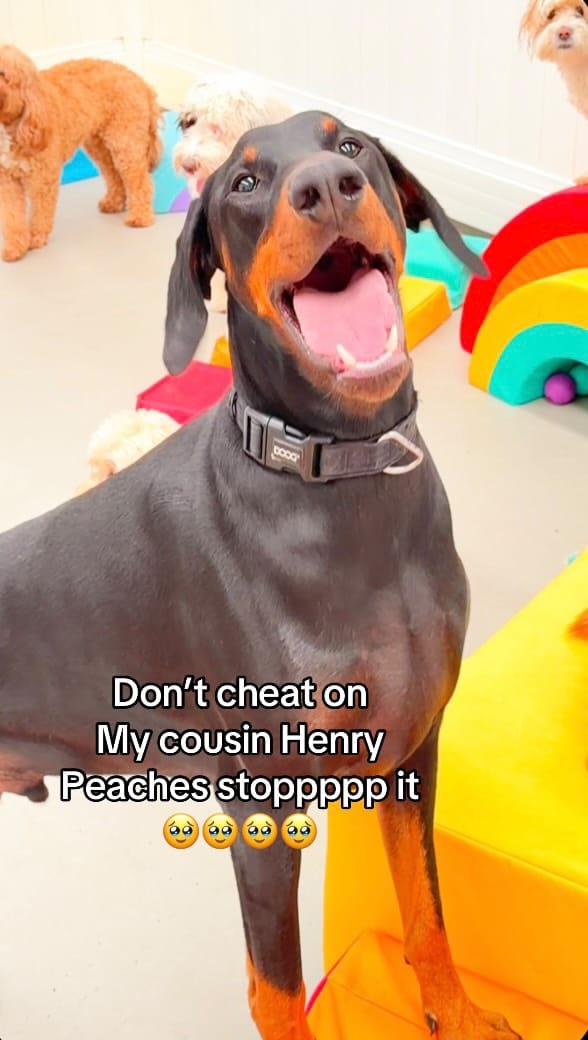 Post 3 by The Woofs Of Ball St. on Instagram (video)
