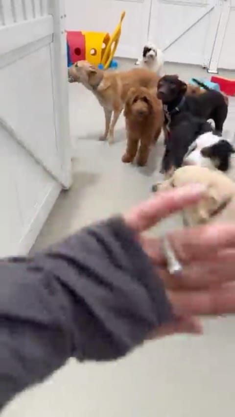 Post 5 by The Woofs Of Ball St. on Instagram (video)