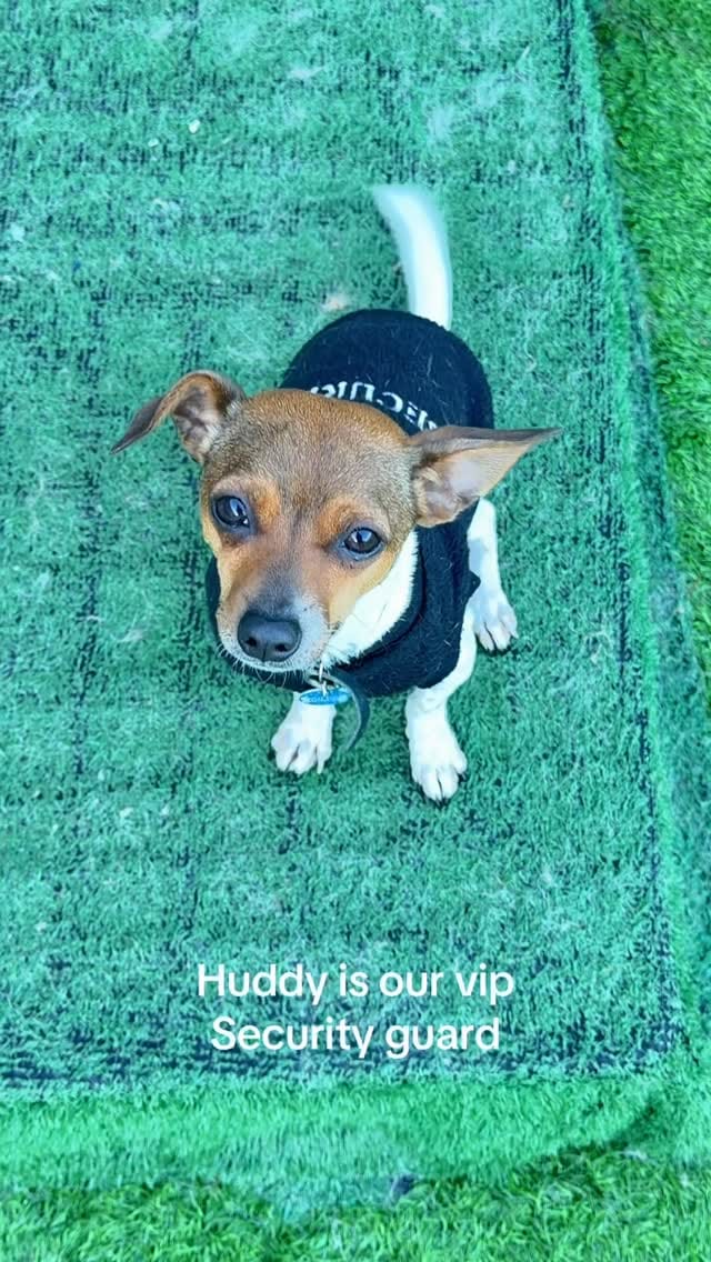 Post 1 by The Woofs Of Ball St. on Instagram (video)