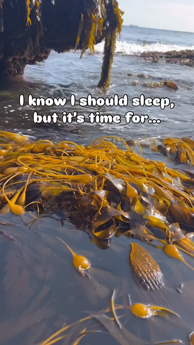 Post 1 by Harbor WildWatch on Instagram (video)