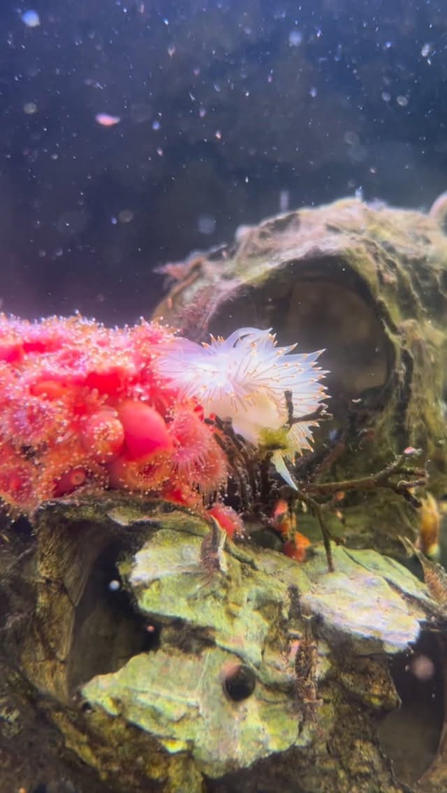 Post 8 by Harbor WildWatch on Instagram (video)