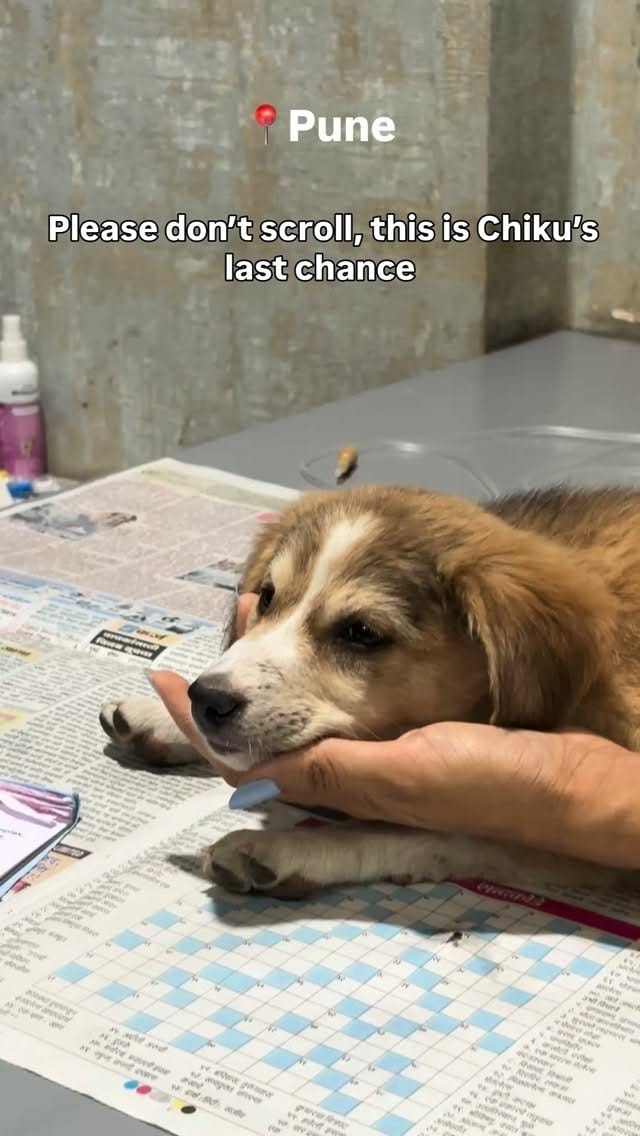 Post 4 by Animal Rescue Community (ARC) on Instagram (video)