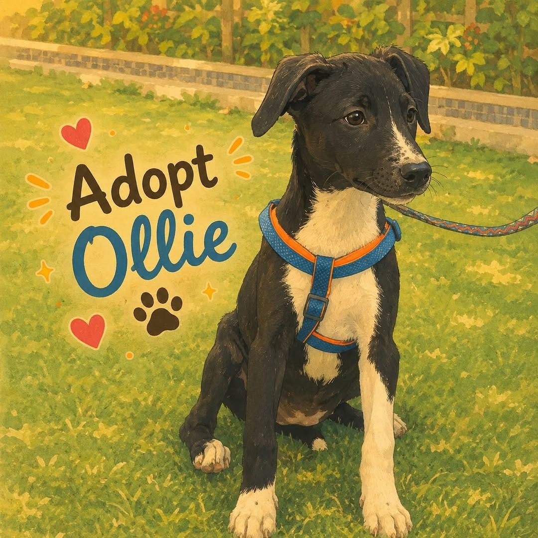 Post 6 by Animal Rescue Community (ARC) on Instagram (carousel)