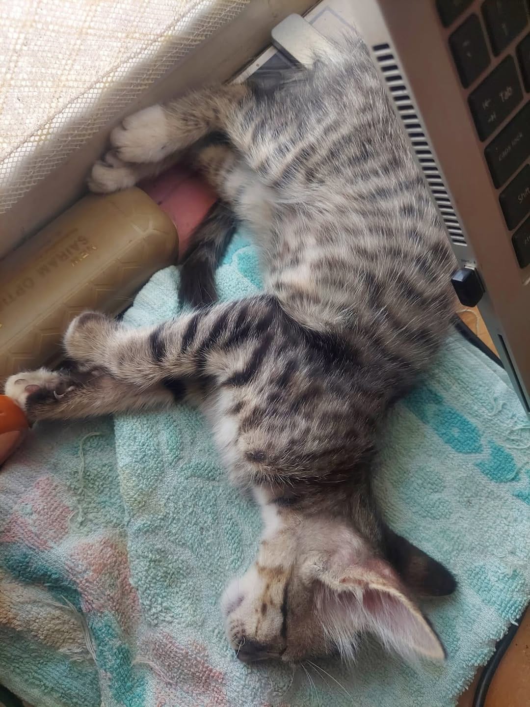 Post 3 by Animal Rescue Community (ARC) on Instagram (carousel)