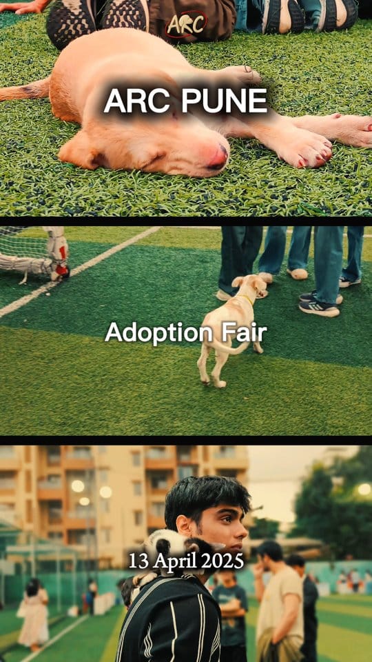 Post 10 by Animal Rescue Community (ARC) on Instagram (video)