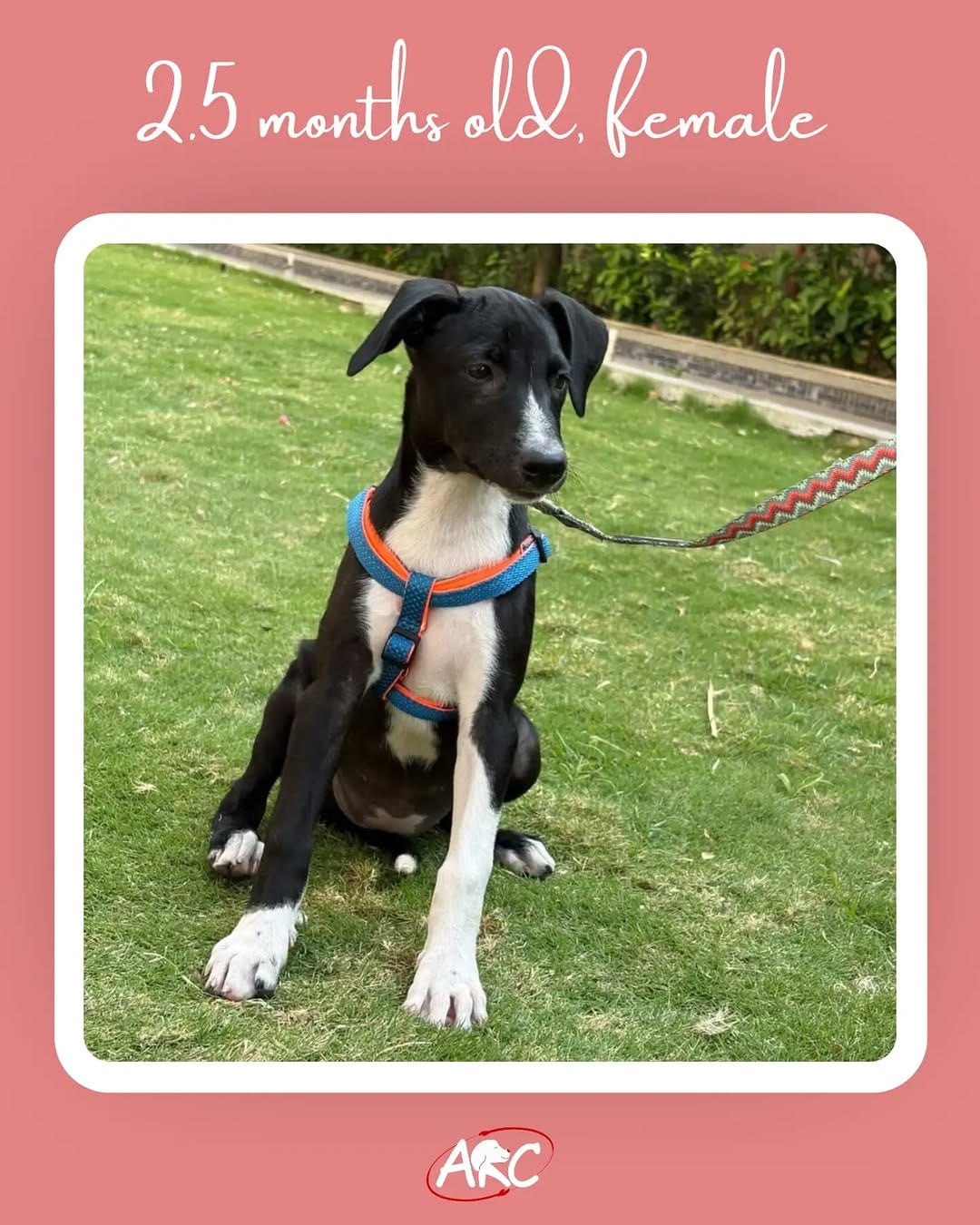 Post 8 by Animal Rescue Community (ARC) on Instagram (carousel)