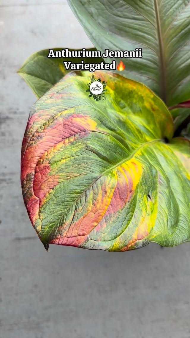 Post 3 by Tanaman hias,Handbouquet dan Landscape on Instagram (video)