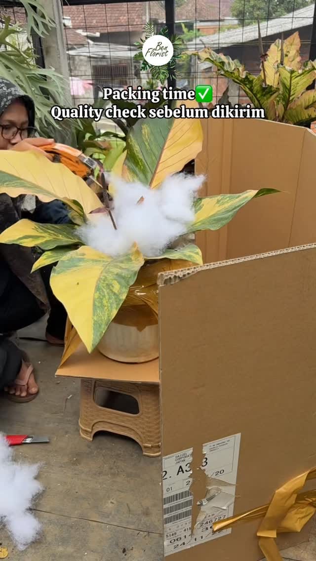 Post 4 by Tanaman hias,Handbouquet dan Landscape on Instagram (video)