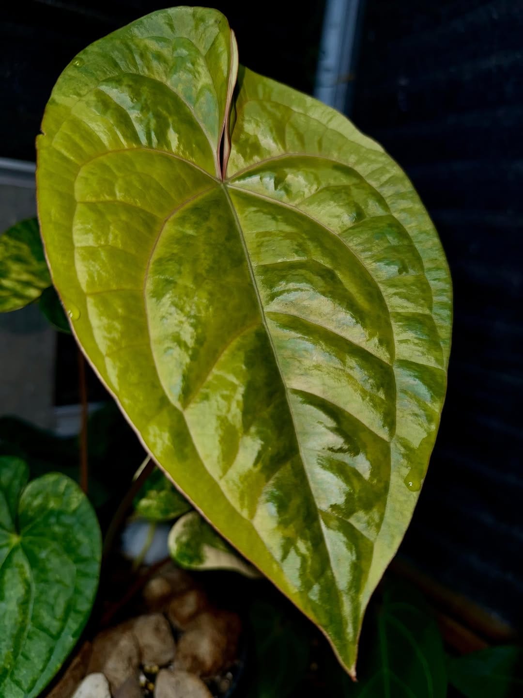 Post 2 by Tanaman hias,Handbouquet dan Landscape on Instagram (carousel)