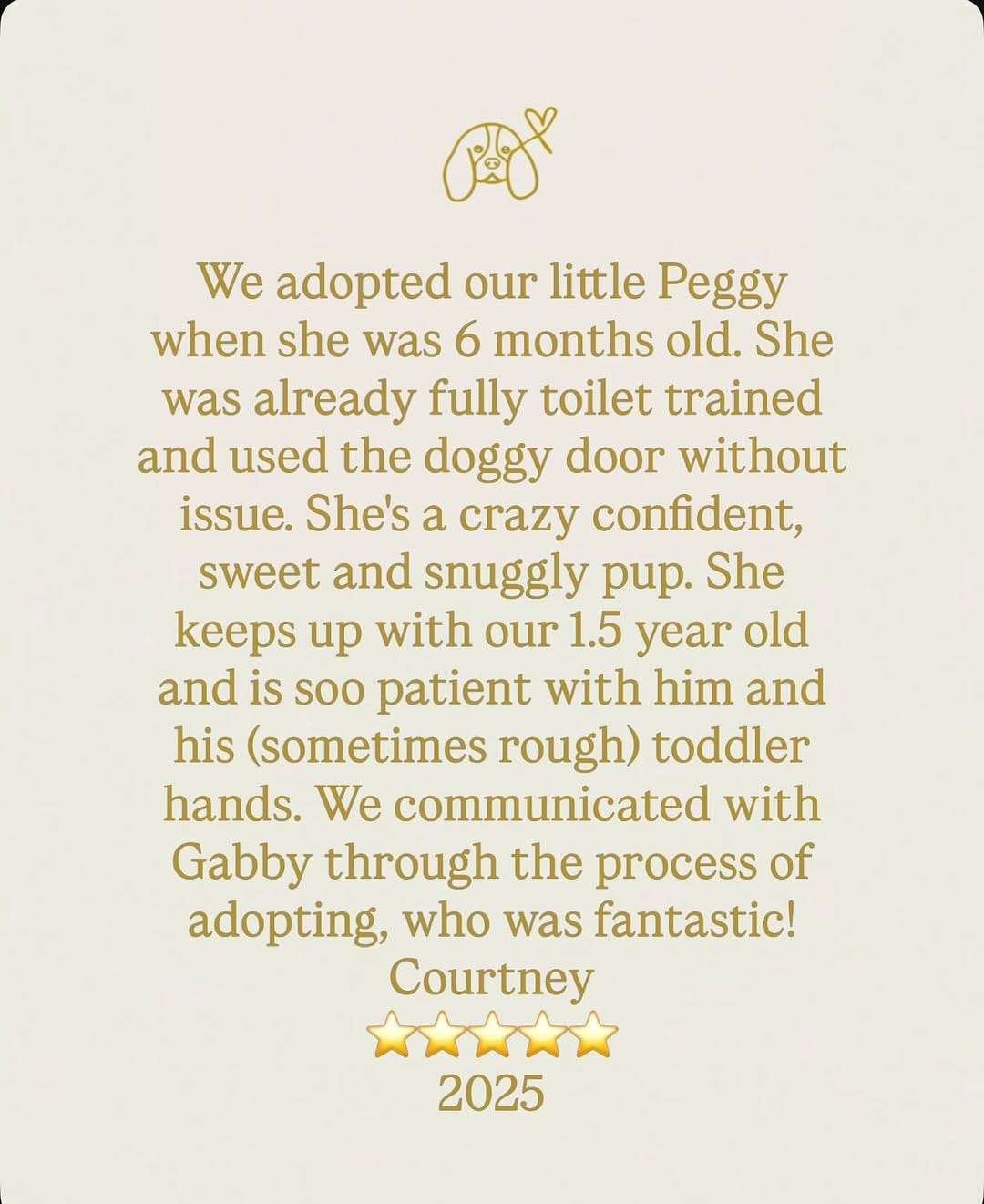 Post 9 by Ethical Breeder of healthy happy AG Cavalier puppies on Instagram (carousel)