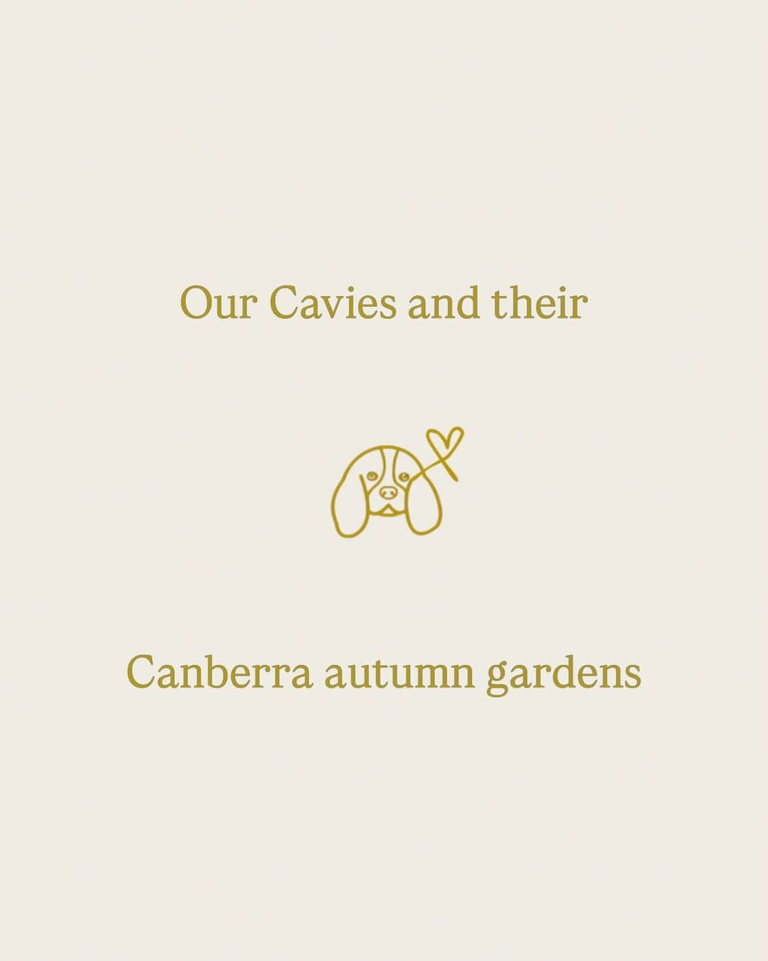 Post 3 by Ethical Breeder of healthy happy AG Cavalier puppies on Instagram (carousel)