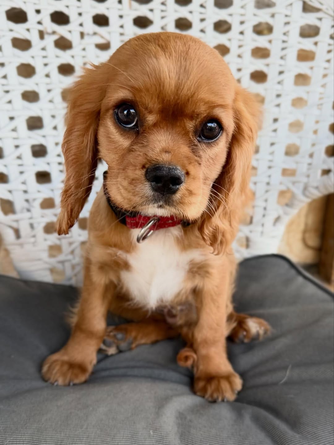 Post 2 by Ethical Breeder of healthy happy AG Cavalier puppies on Instagram (carousel)