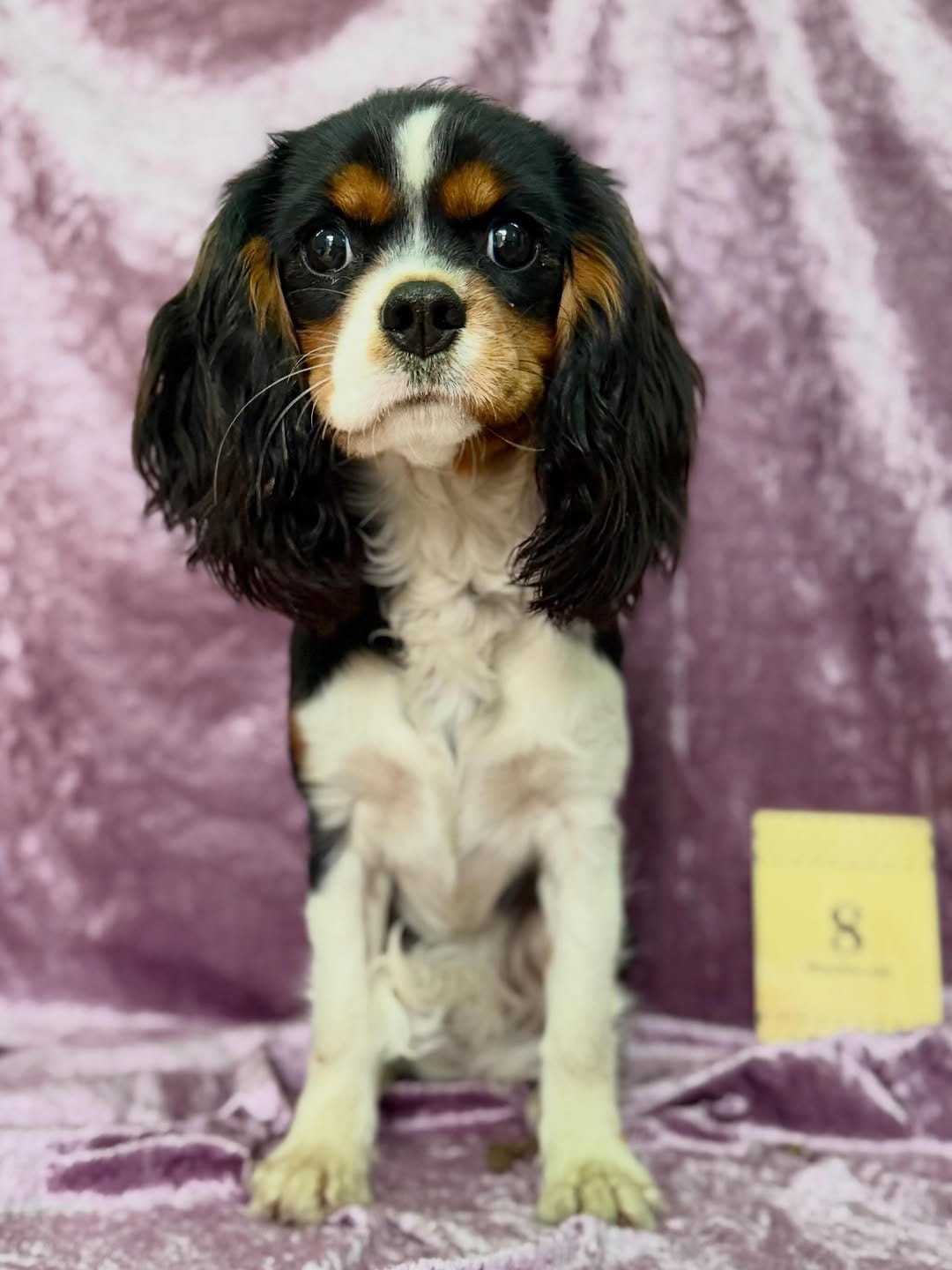 Post 6 by Ethical Breeder of healthy happy AG Cavalier puppies on Instagram (carousel)