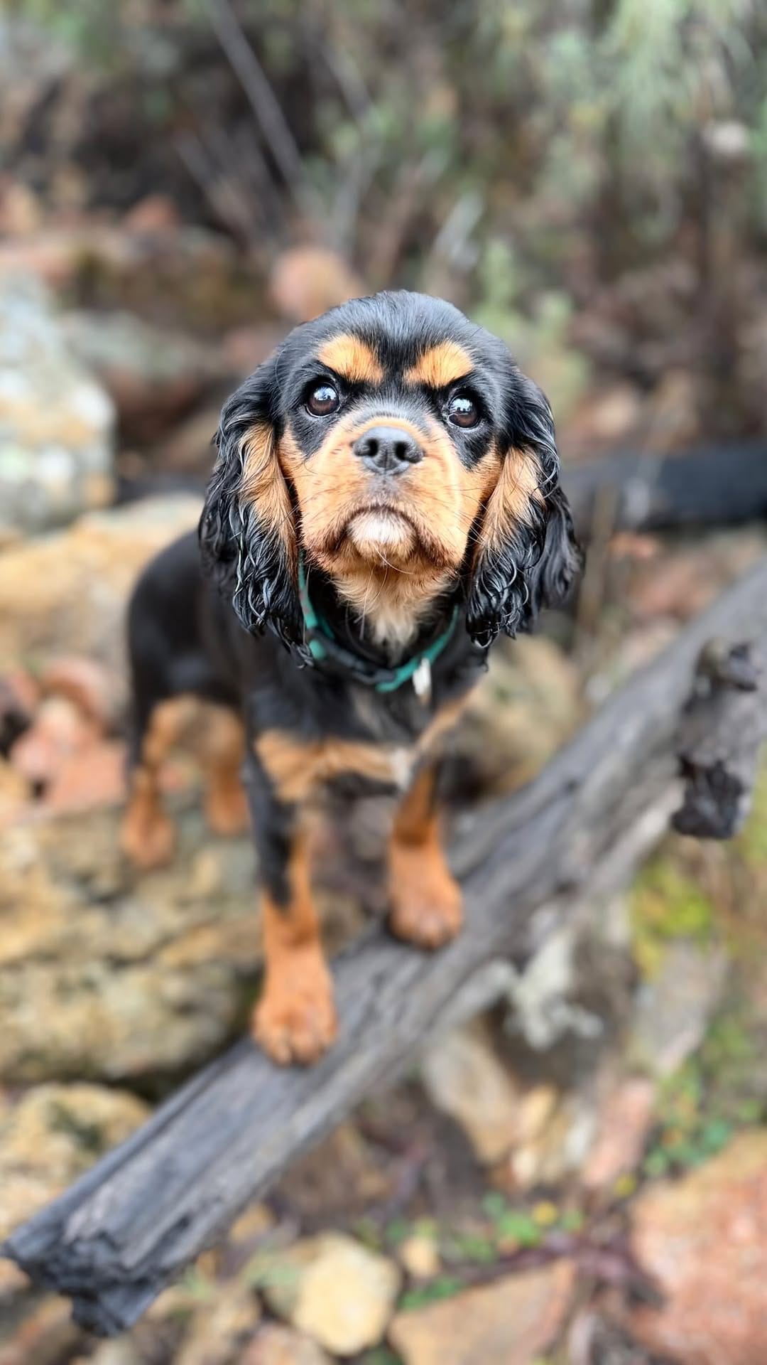 Post 4 by Ethical Breeder of healthy happy AG Cavalier puppies on Instagram (video)