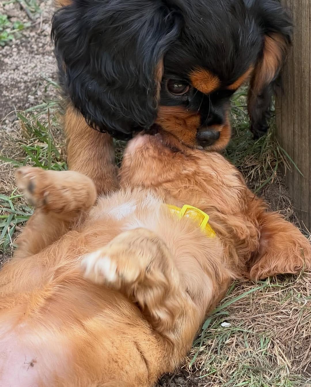 Post 10 by Ethical Breeder of healthy happy AG Cavalier puppies on Instagram (carousel)