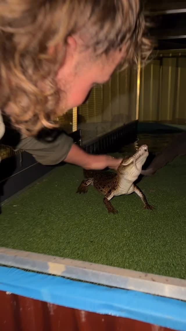 Post 6 by Wildlife Unleashed 🪶 on Instagram (video)
