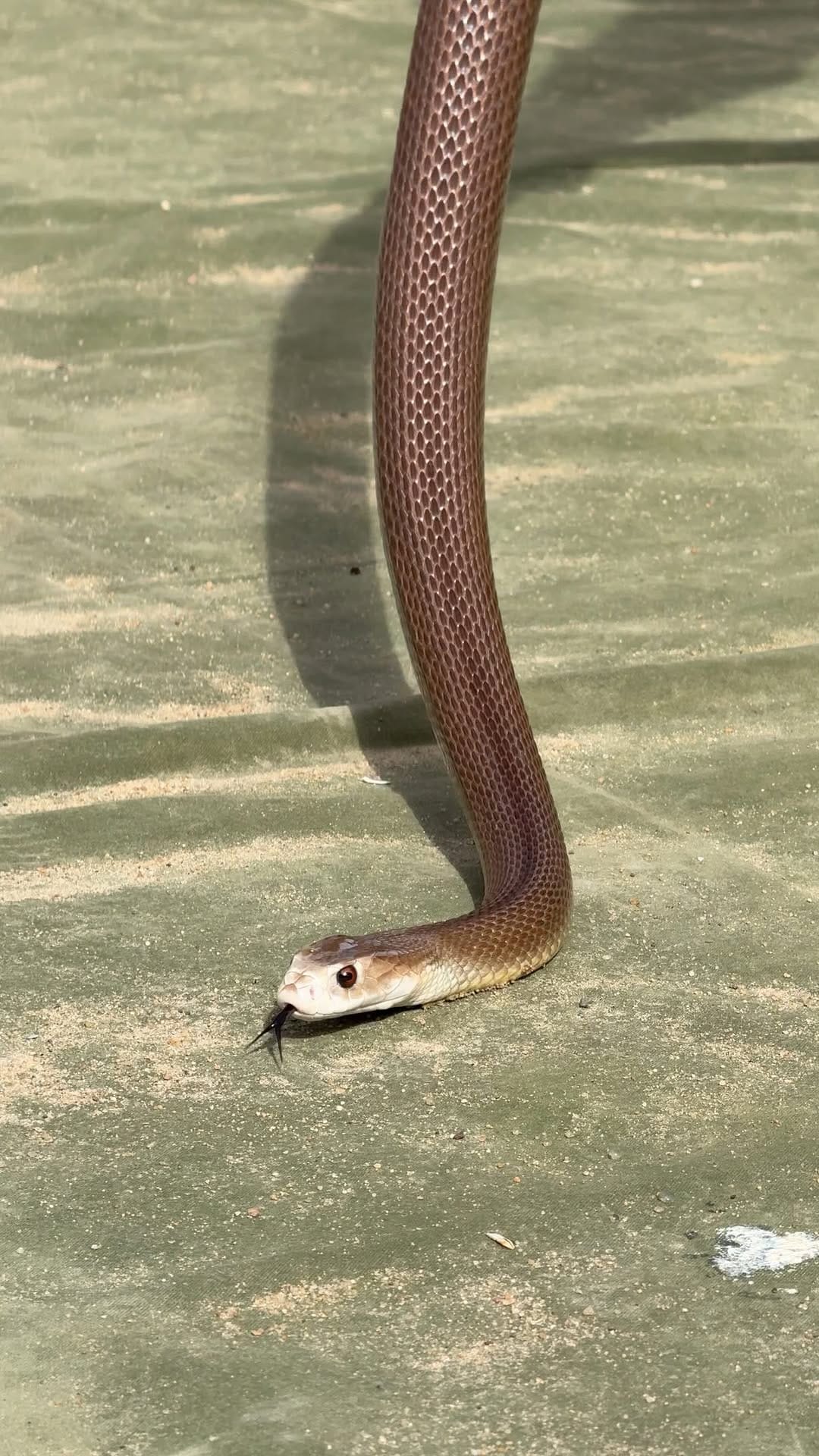 Post 2 by Wildlife Unleashed 🪶 on Instagram (video)